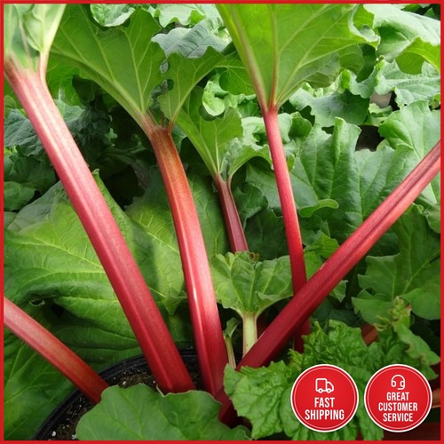 Vibrant canada red - red, rhubarb