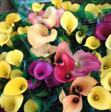 Mix Color Calla Lily Flowers