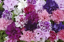 Flower - Petunia - Double Pirouette Mixed F1 - 30 Pelleted Seeds