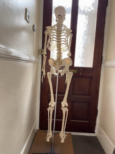 Full size articulated skeleton - size,
