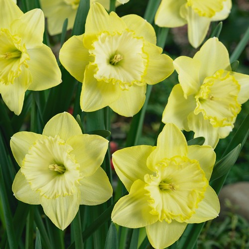 500 daffodil patricks - daffodil, st