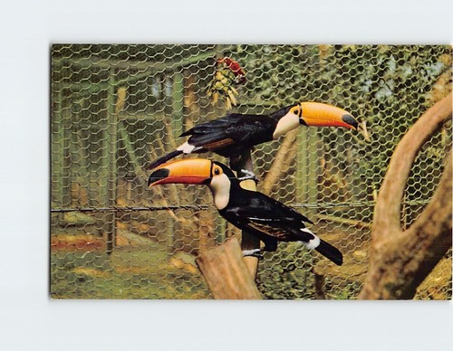 Postcard toco toucan south - toco,