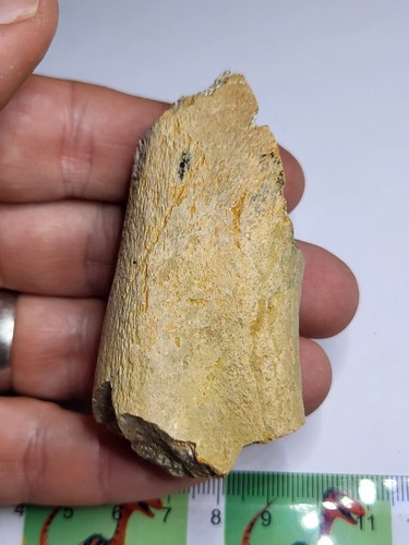 Triceratops limb bone fossil - triceratops,