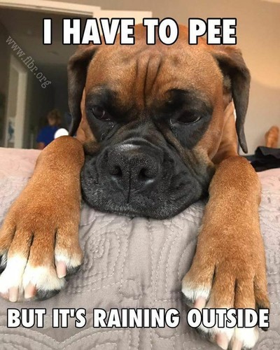 Funny boxer dog fridgerator - funny,