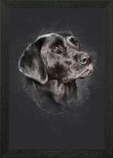 Black Labrador Portrait Framed