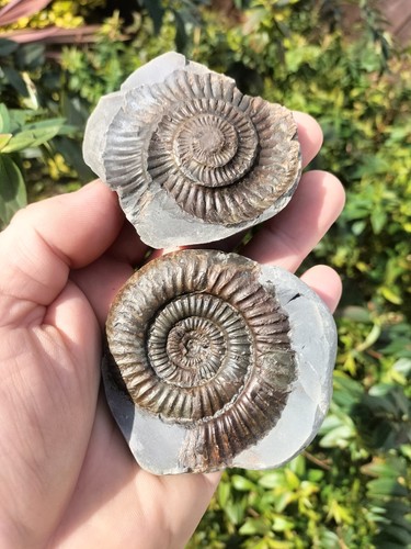 Quality dactylioceras pos - quality,