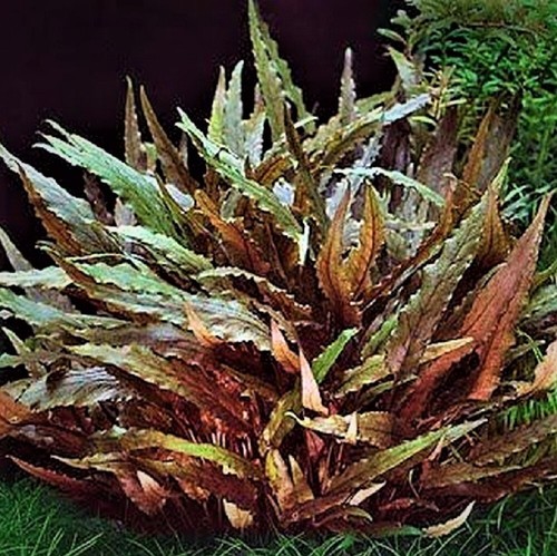 Cryptocoryne wendti brown red - wendti, brown/red