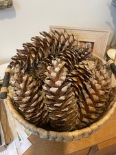 Pine cones EXTRA LARGE 15-24
