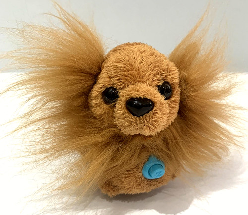 Zhu pets puppies - zhu,