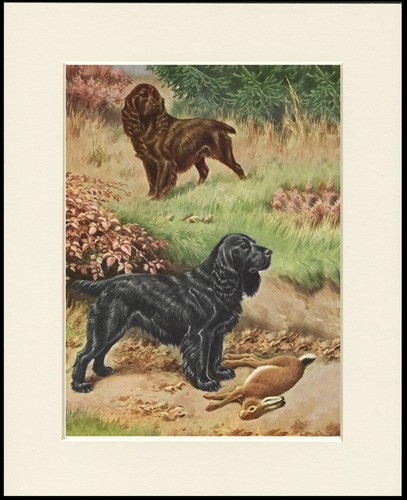 Field spaniel dog art - field,