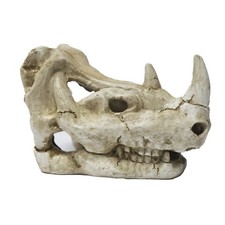 Betta Rhino Skull