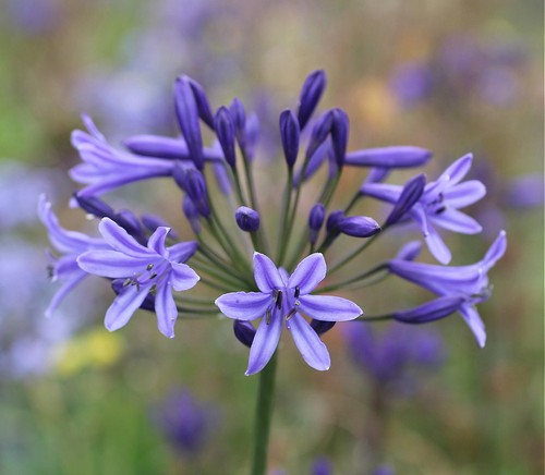 New agapanthus nancy - agapanthus,