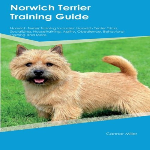 Norwich terrier training guide - norwich,
