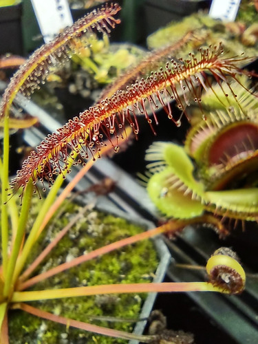 Cape sundew drosera capensis - cape,