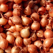 Shallot F1 Matador Vegetable Seeds - 15 seeds