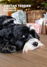 Tibetan Terrier A3 2026