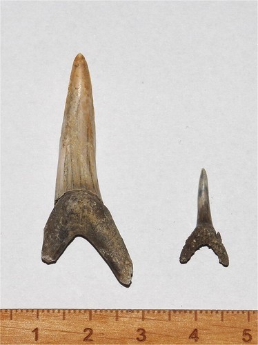 Eocene shark hypotodus - eocene,