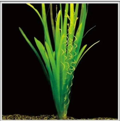Valisneria spiralis beautiful - valisneria,