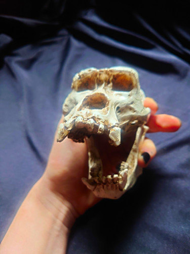 Resin gorilla skull - resin,