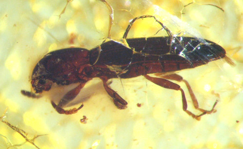 Pliocene amber kenya africa - amber,