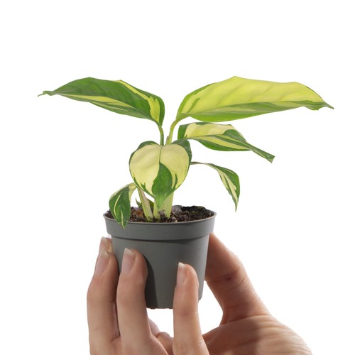 Baby prayer plant - prayer,