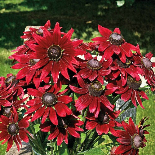 Echinacea purpurea seeds - echinacea,