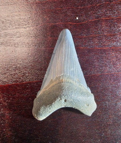 Great fossil angustidens - great,