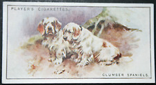 CLUMBER SPANIEL   Vintage 1924
