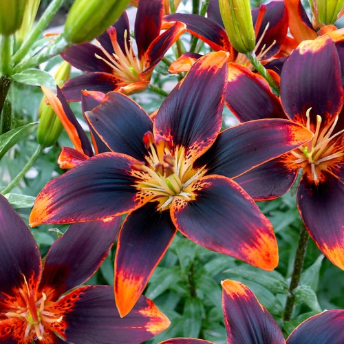 Lilium asiatic forever susan - lilium,