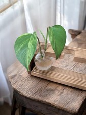 'Marble Queen' Pothos House