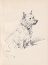1946 CAIRN TERRIER DOG Print -