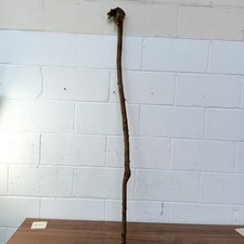 Huge Blackthorn Shank Walking