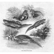 British Water Newts - Antique
