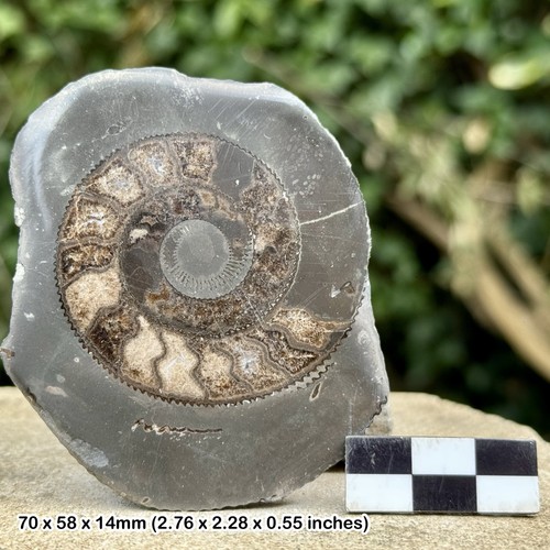 Cut polished yorkshire - cut,