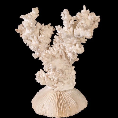 Antique coral specimen - coral,