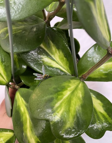 Hoya kerrii inner variegated - kerrii,