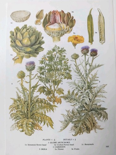 Vintage botanical print - vintage,