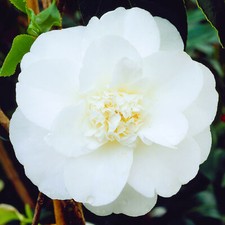 Camellia japonica Miss Lyla |