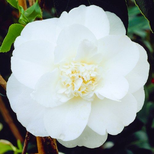 Camellia japonica miss lyla - japonica,
