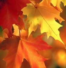 American Sycamore Tree - Platanus Occidentalis FANTASTIC AUTUMN COLOUR 30 SEEDS