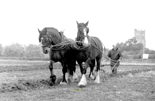 Photo 6x4 heavy horses - photo, at