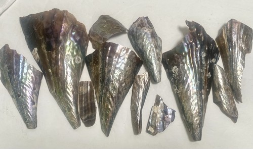 Natural abalone shell pieces - natural,