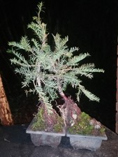 Two English yew bonsai