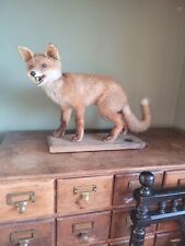 Taxidermy Fox Super Cute Unusual Curio cub