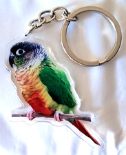 conure parakeet bird parrot