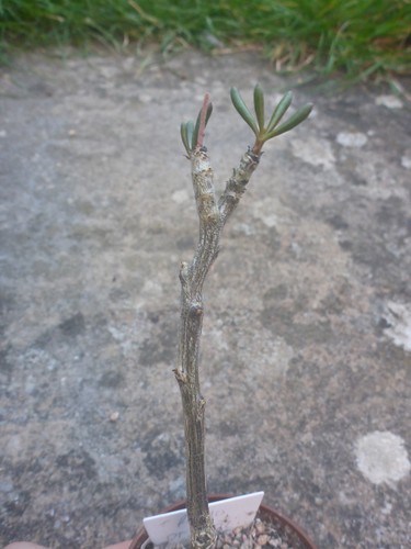 Tylecodon fragilis