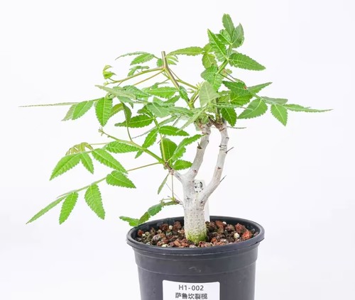 Rare cacti plant bursera - plant,