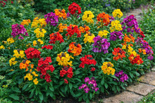Wallflower plant - fragrant