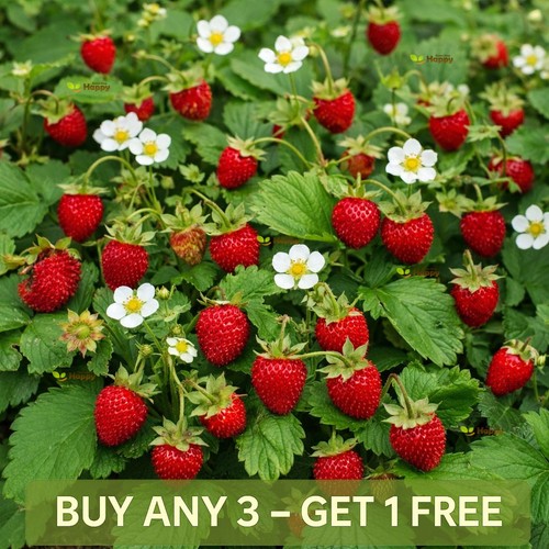 Wild strawberry seeds baron - strawberry, |