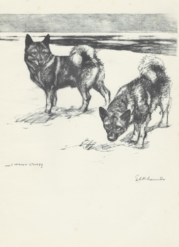 Sporting dog print - print, 1938
